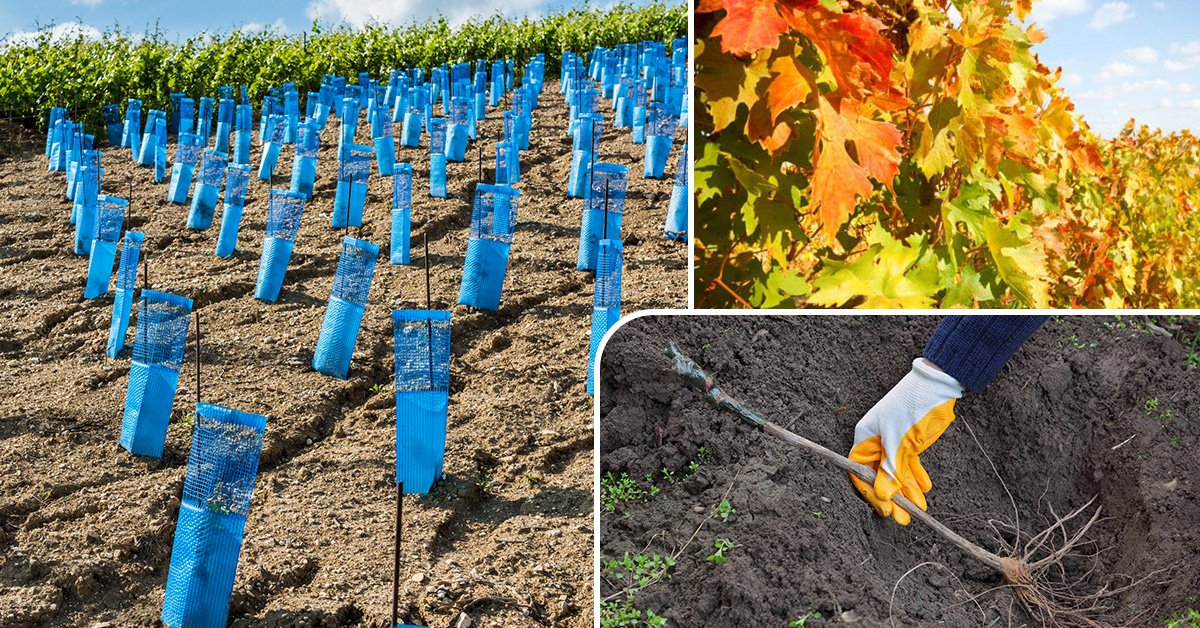 Посадка винограда саженцами осенью как и когда лучше садить выбор посадочного материала советы и основные правила схемы для новичков